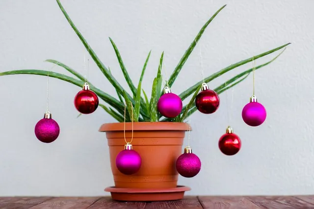 Qualche pallina colorata può bastare per rendere natalizia anche una pianta semplice come l'Aloe! - ispirazione Leroy Merlin
