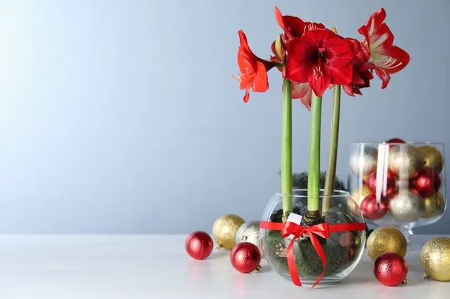 L'Hippeastrum, o Amaryllis, ha stupendi e grossi fiori rossi: decoralo per Natale! - ispirazione Leroy Merlin