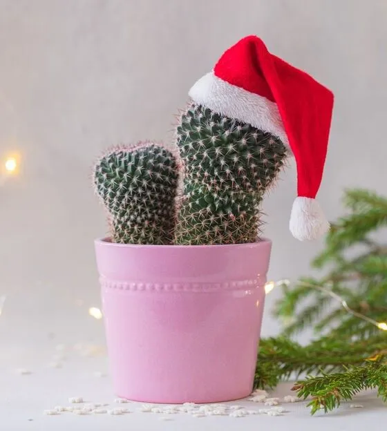 Anche un semplicissimo cactus può creare atmosfera natalizia con un semplice addobbo! - ispirazione Leroy Merlin