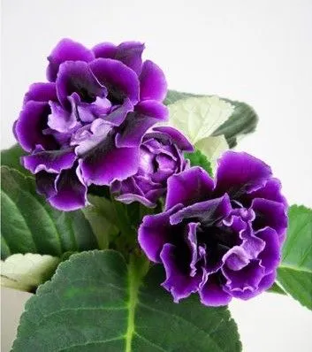 I fiori degli ibridi di Gloxinia sono particolarmente grossi e appariscenti - foto Pinterest