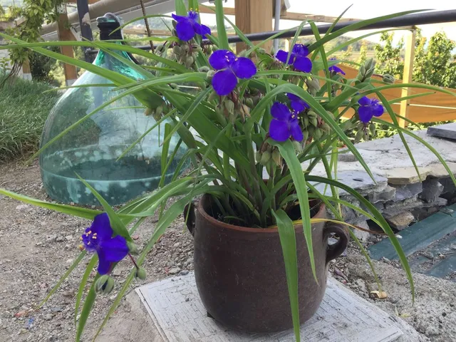 Anche Tradescantia aurantiaca ha fiori viola bellissimi! - foto dell'autrice