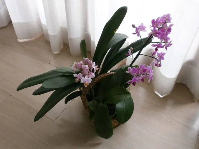 La Phalaenopsis è l'orchidea più diffusa nelle nostre case - foto dell'autrice