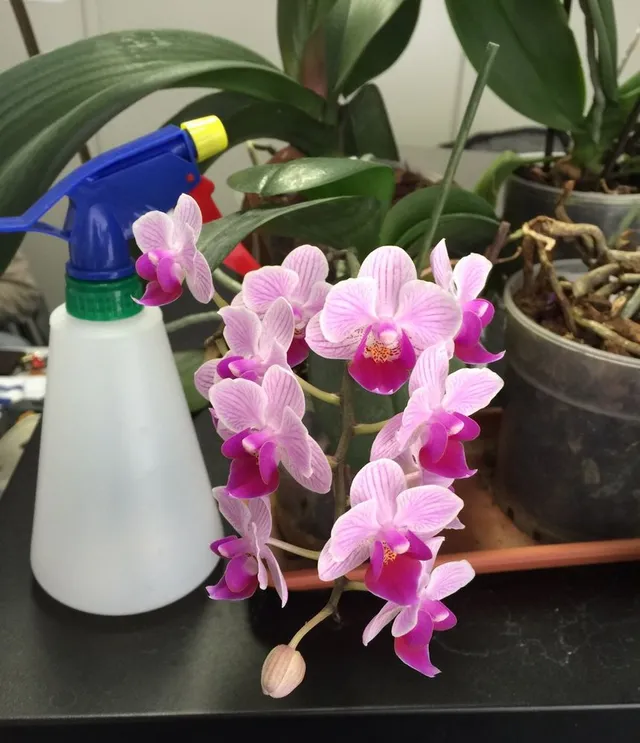 Se fa tanto caldo e l'aria è secca, nebulizza le foglie della tua orchidea con acqua poco calcarea! - foto dell'autrice