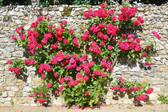Le rose rampicanti  coprono omogeneamente un muro o parete.