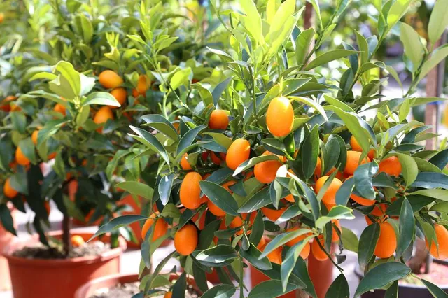 Un bel kumquat in vaso ti regalerà numerosi frutti! - foto Leroy Merlin