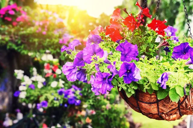 Un'ottima soluzione salvaspazio consiste nel coltivare i fiori in panieri appesi - foto Leroy Merlin