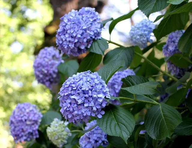 Le ortensie, rosa, bianche o azzurre, sono adatte ad un giardino semiombreggiato - foto Pixabay